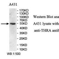 THRA Antibody