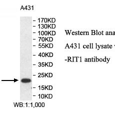 RIT1 Antibody