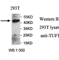 TUFT1 Antibody