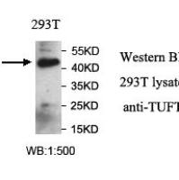 TUFT1 Antibody