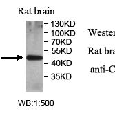 CKMT1B Antibody