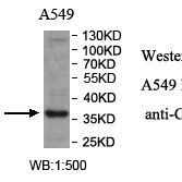CLN6 Antibody