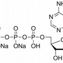987-65-5/5-腺苷三磷酸二钠盐 , 高纯,98%