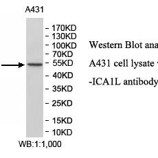 ICA1L Antibody