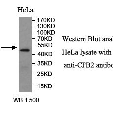 CPB2 Antibody