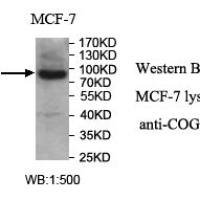 COG7 Antibody