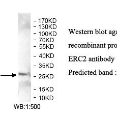 ERC2 Antibody