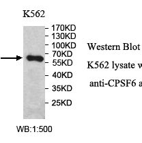 CPSF6 Antibody