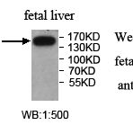 COL2A1 Antibody