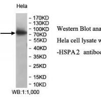 HSPA2 Antibody