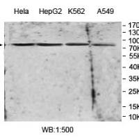 MPEG1 Antibody