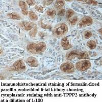 TPPP2 Antibody
