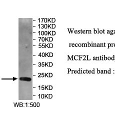 MCF2L Antibody