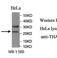 THAP6 Antibody