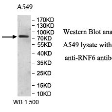 RNF6 Antibody
