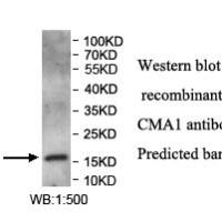 CMA1 Antibody