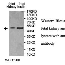 MAEL Antibody