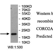 CORO2A Antibody