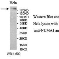 NUMA1 Antibody