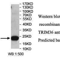 TRIM36 Antibody
