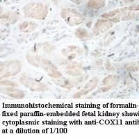COX11 Antibody