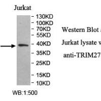TRIM27 Antibody