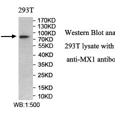 MX1 Antibody