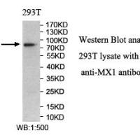 MX1 Antibody