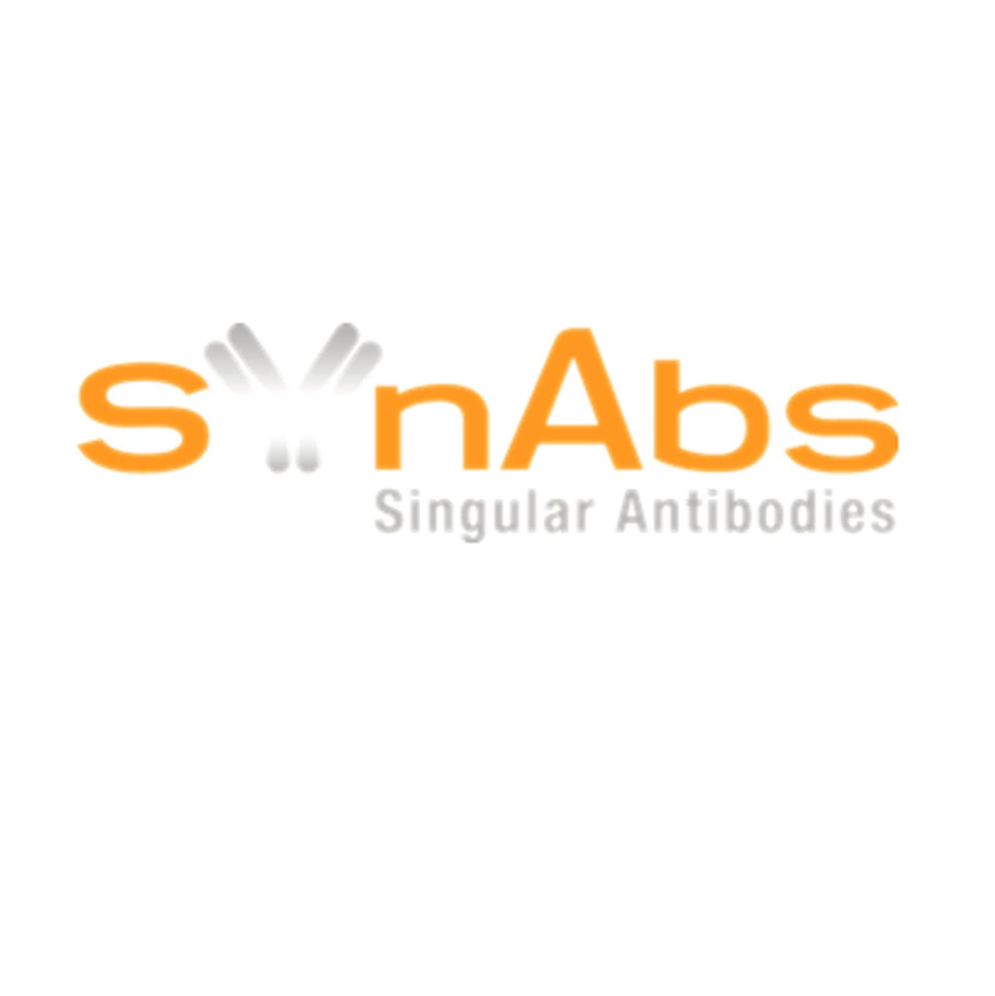 SYnAbs   Syn2.2骨髓瘤细胞系来制造豚鼠单克隆抗体