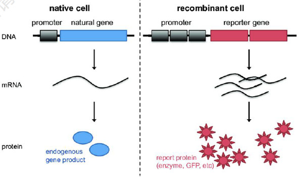 超强应援：如何选择荧光素酶报告基因产品？