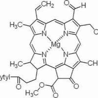 519-62-0/叶绿素B, BR,90%