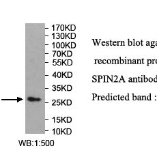 SPIN2A Antibody