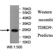 TDRD9 Antibody