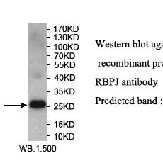 RBPJ Antibody