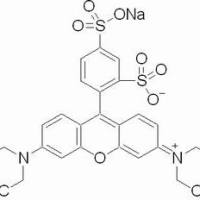 3520-42-1/ 丽丝胺罗丹明B, BS