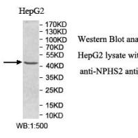NPHS2 Antibody