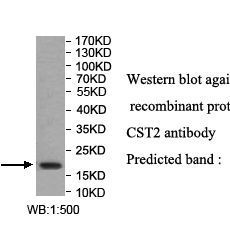 CST2 Antibody
