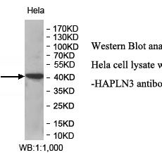 HAPLN3 Antibody