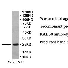 RAB38 Antibody