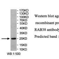 RAB38 Antibody