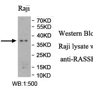 RASSF2 Antibody