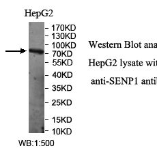 SENP1 Antibody