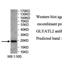 GLYATL2 Antibody
