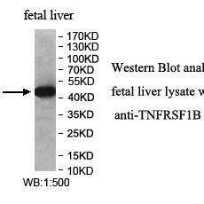 TNFRSF1B Antibody