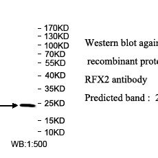 RFX2 Antibody