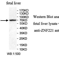 ZNF221 Antibody