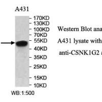 CSNK1G2 Antibody
