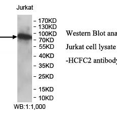 HCFC2 Antibody