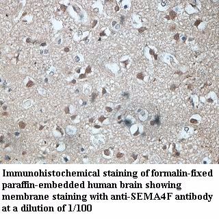 SEMA4F Antibody