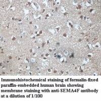 SEMA4F Antibody